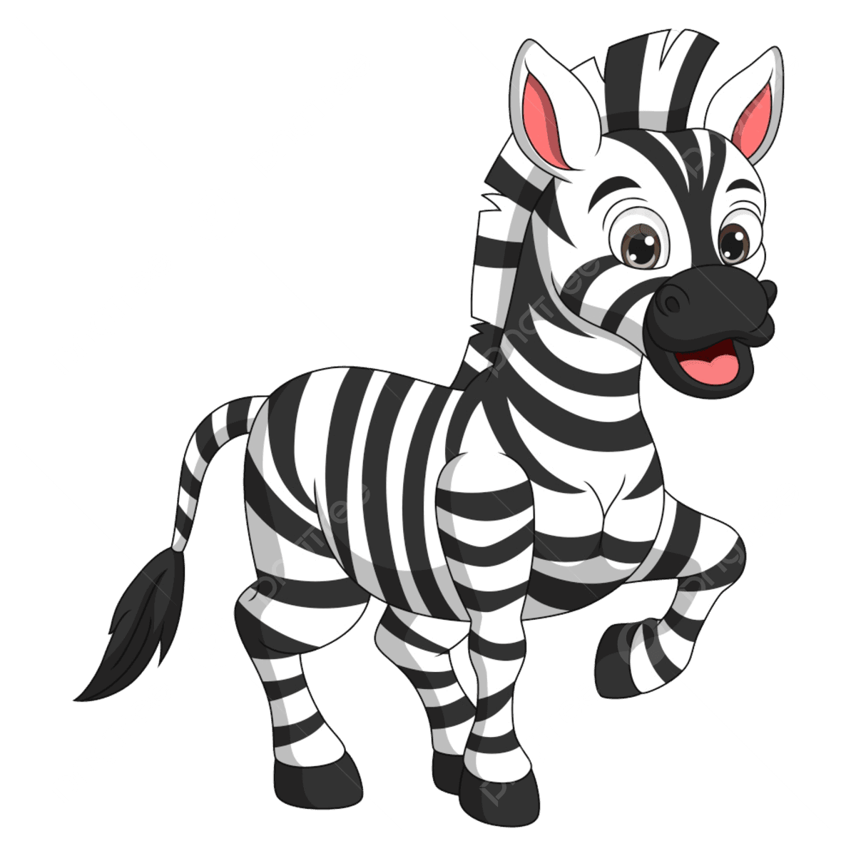 Zebra
