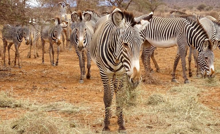 Zebras have stripes.
